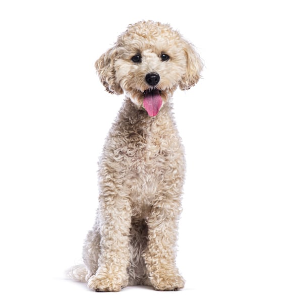 טיפוח של פודל